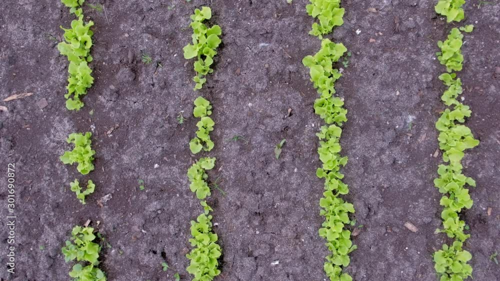 Plants of baby lettuce growing on farm in open ground, top view. Farming and gardening. Agrobusiness and farming concept. Agricultural business, agriculture industry. Production of organic products. Plants of baby lettuce growing on farm in open ground, top view. Farming and gardening. Agrobusiness and farming concept. Agricultural business, agriculture industry. Production of organic products.