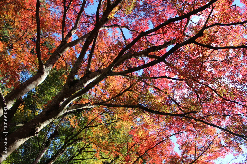 日本の愛知県の香嵐渓の紅葉の風景