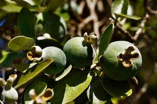Jojoba fruits