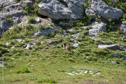 Marmotte dans les Alpes photo