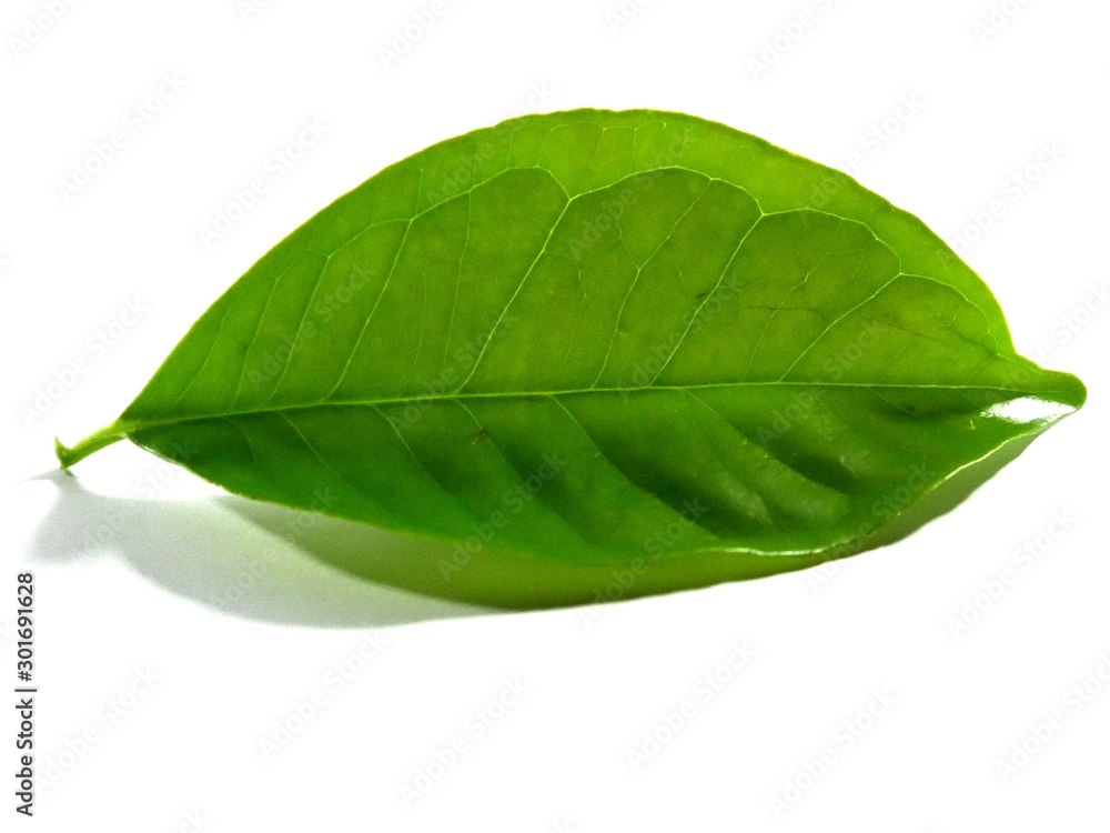 Obraz premium Bay leaf is a spice that grows in Indonesia. These bay leaves are often used to cook vegetables, meat, chicken as a flavoring and deodorizing.