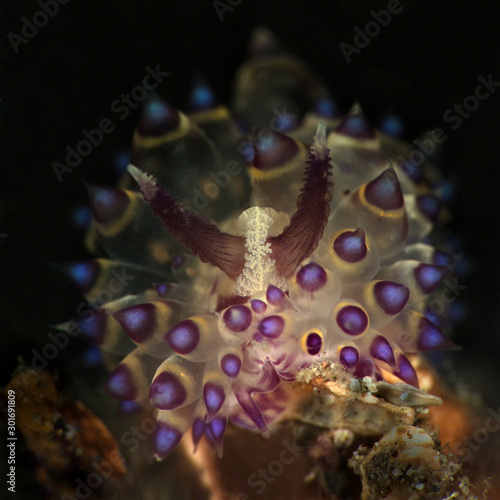 Nudibranch Janolus sp. Underwater macro photography from Lembeh Strait, Indonesia