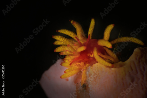 Nudibranch Phestilla melanobrachia. Underwater macro photography from Lembeh Strait, Indonesia photo