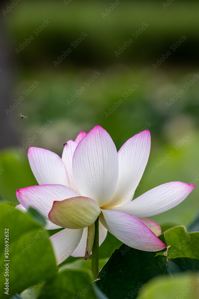 蓮の花 夏イメージ 蓮の花 夏イメージ