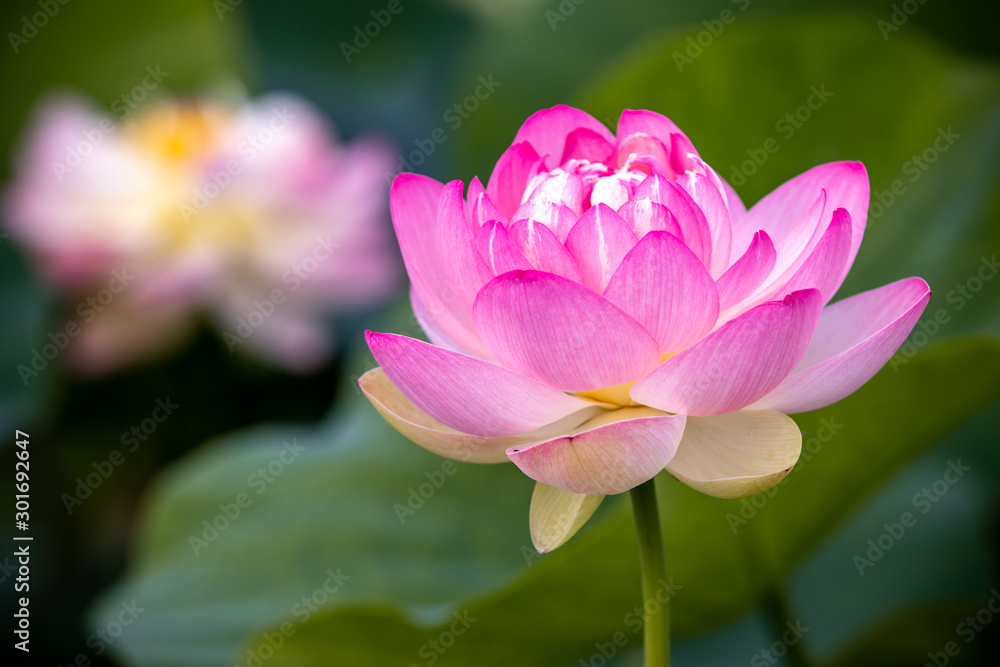 蓮の花　夏イメージ