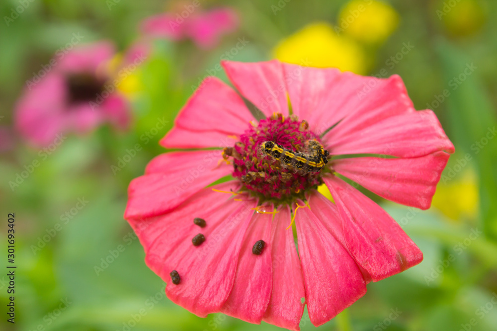 worms and eggs on Beautiful flowers. worms and eggs on Beautiful flowers.