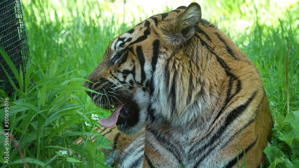 Obraz premium tiger in zoo