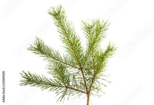 pine branch isolated