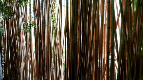 abstract bamboo background