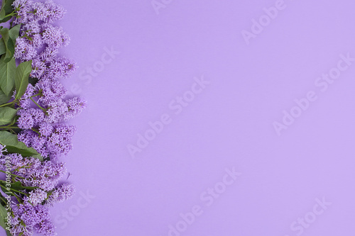 Top view of laying lilac flowers lying on the table  spring has come  copy space purple background. Lilac blossom  spring cosmetics for face and hands