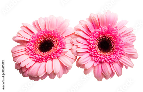 pink gerbera isolated