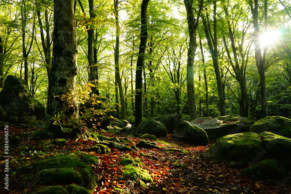 Obraz premium Sunrise in the beechwood