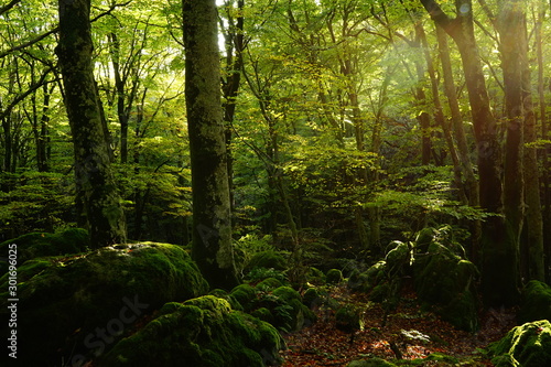 Enchanted beechwood in the morning photo