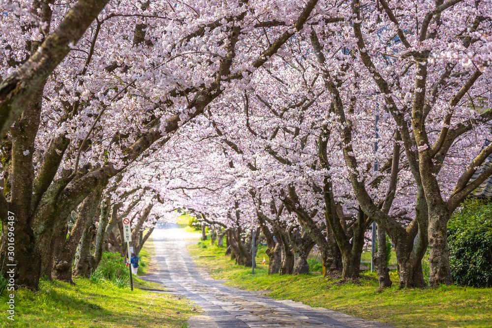 Naklejka premium Obraz wiosenny łuk kwiat wiśni