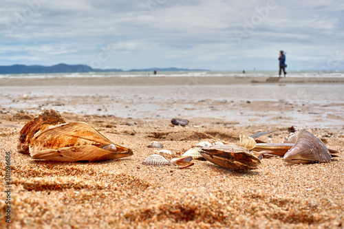 shell on the beach