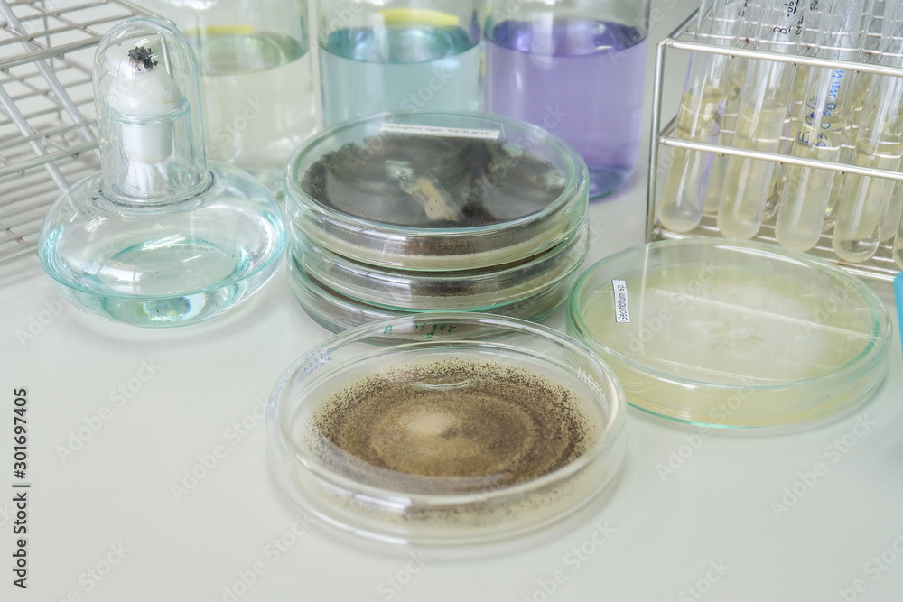 colony of fungi in petridish with microbiology concept colony of fungi in petridish with microbiology concept