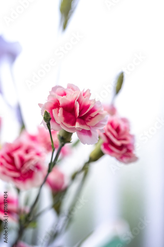 カーネーションの花 © TOMO