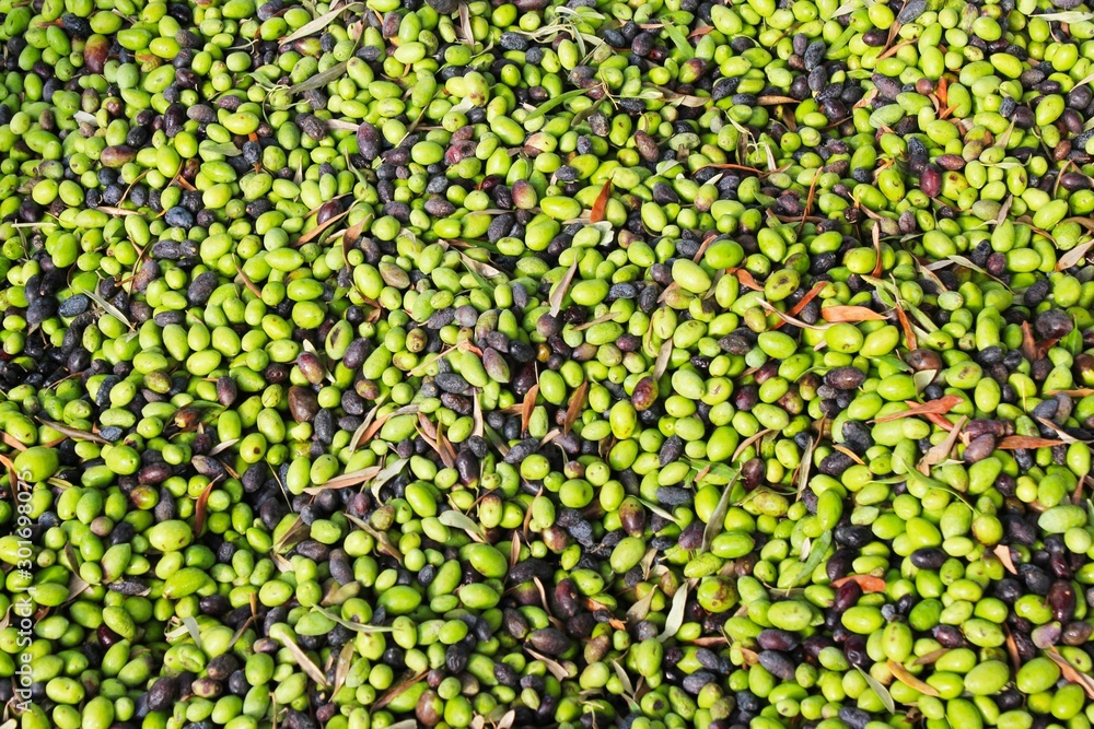 Harvested olives in olive oil mill in Greece. Harvested olives in olive oil mill in Greece.