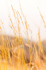 Sierkussen Geel Grasveld met tegenlicht bij zonsopkomst  © PixHound