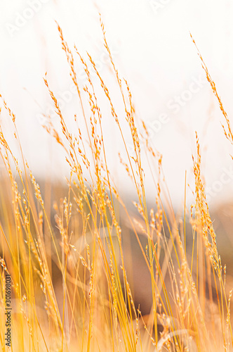 Grass field against sunset or sunrise, grass flowers with rim of sunlight
