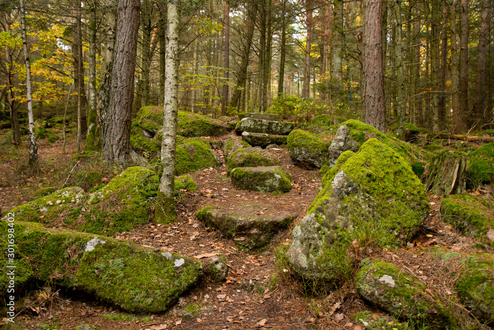 bunter foret de Grendelbruch in den Vogesen bunter foret de Grendelbruch in den Vogesen