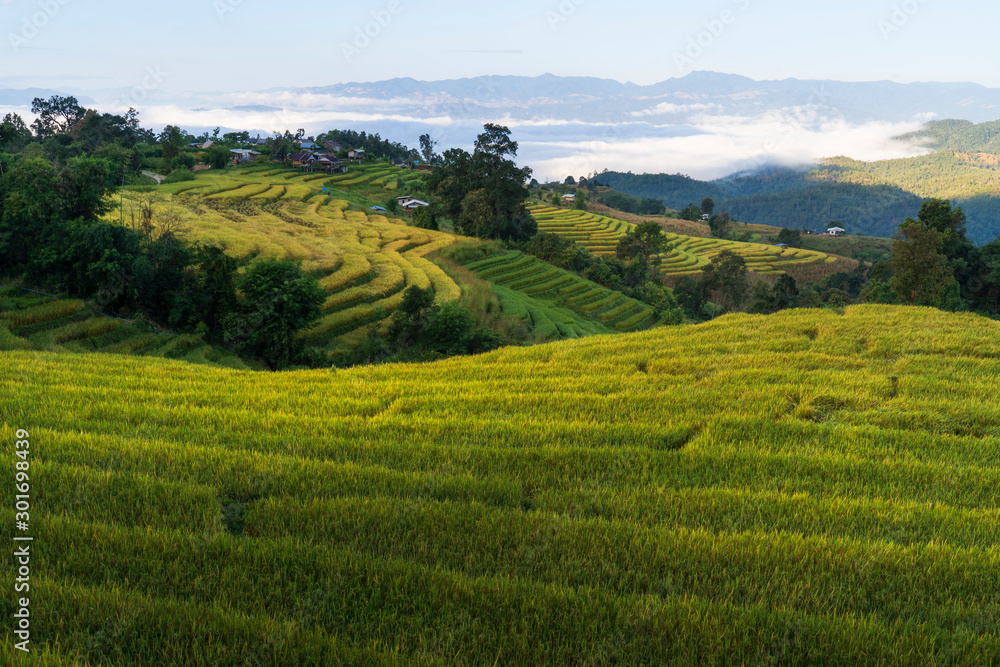 Beautiful sunrise with sea of mist at  green terraced rice field at Pa Pong Pieng,Chiangmai Thailand