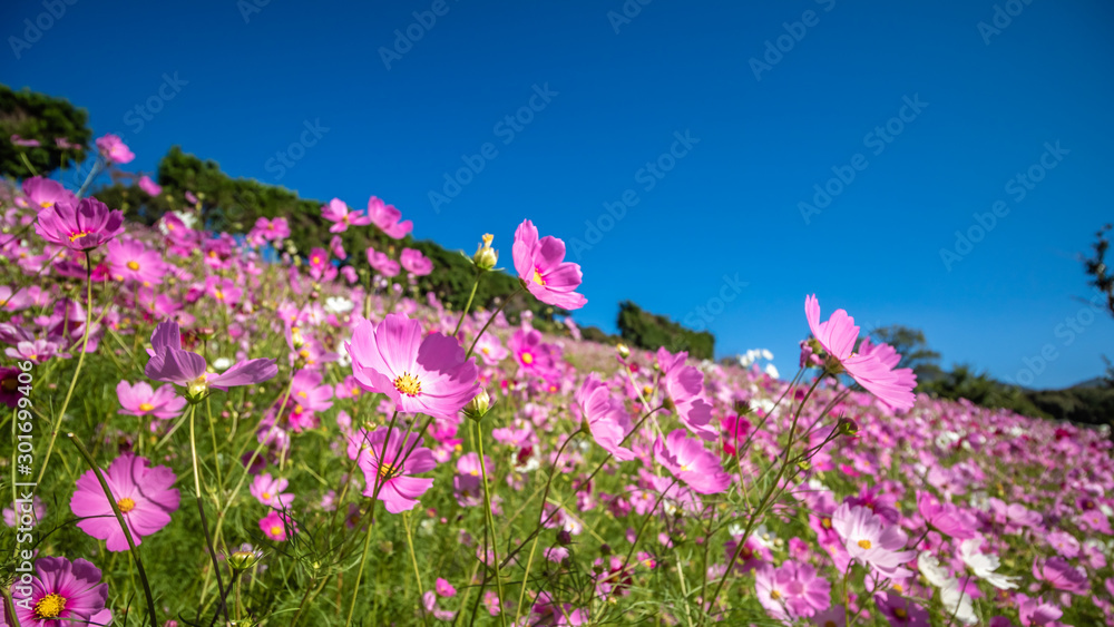 コスモス畑　秋イメージ