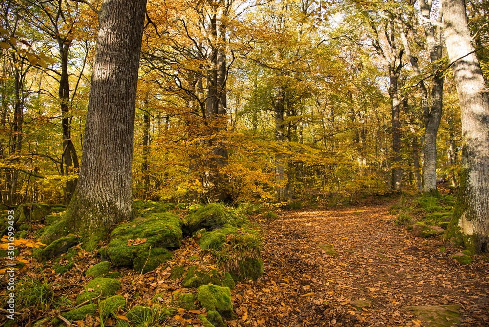 Obraz premium bunter foret de Grendelbruch in den Vogesen