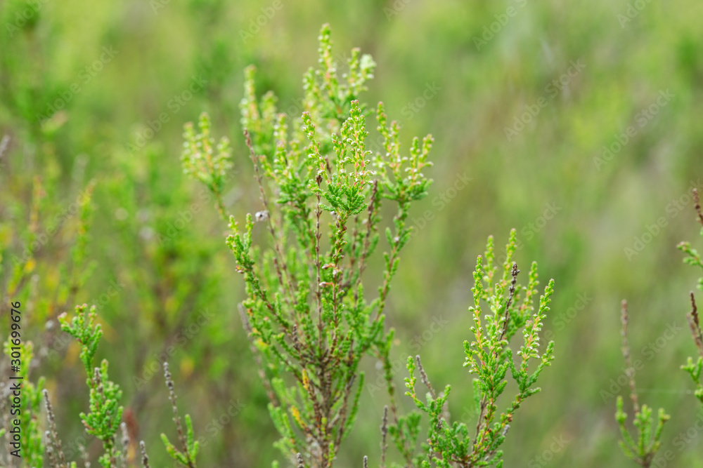 Common heather, Calluna vulgaris plants with buds not yet in bloom Common heather, Calluna vulgaris plants with buds not yet in bloom