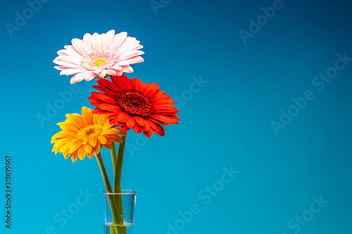 Slika na platnu ガーベラの花