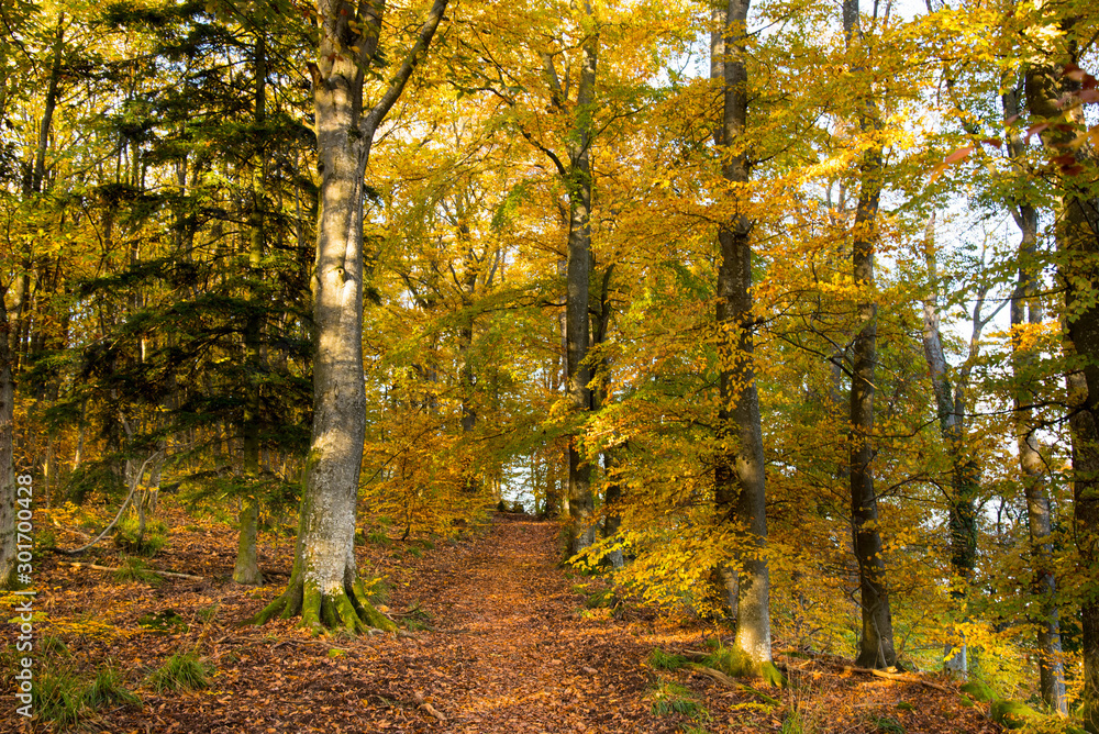 Obraz premium kolorowy foret de Grendelbruch w Wogezach