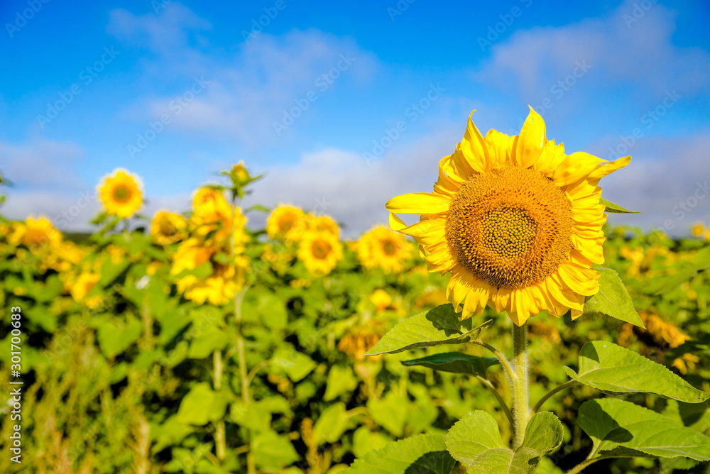 Sunflower flowers on blue sky background Sunflower flowers on blue sky background