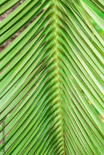 palm leaf background