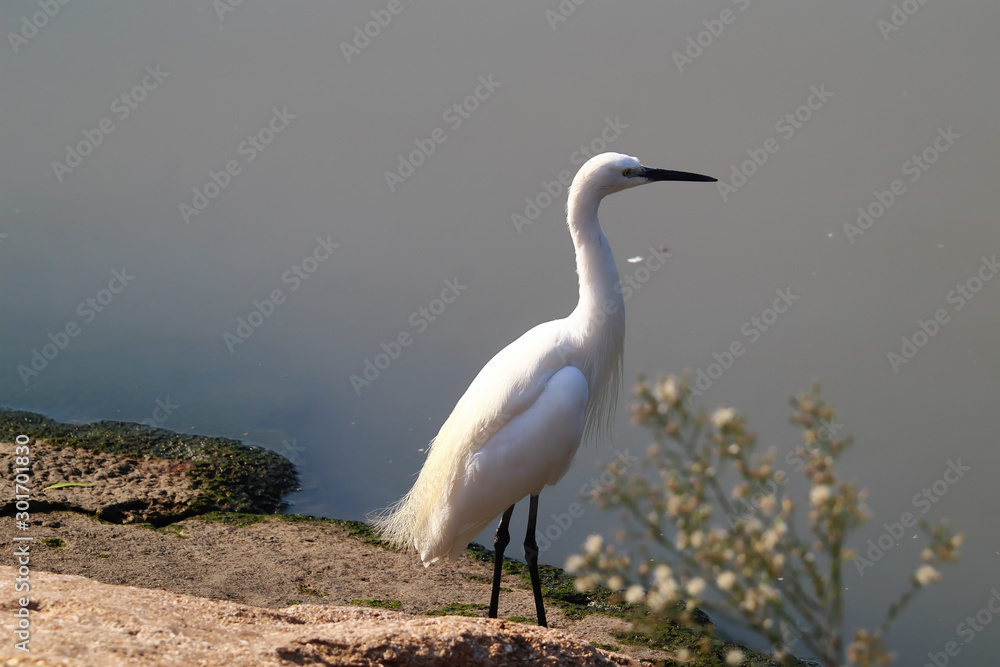An adult little egret (Egretta garzetta) walking around and posing for some photos on the shore of a pond. An adult little egret (Egretta garzetta) walking around and posing for some photos on the shore of a pond.