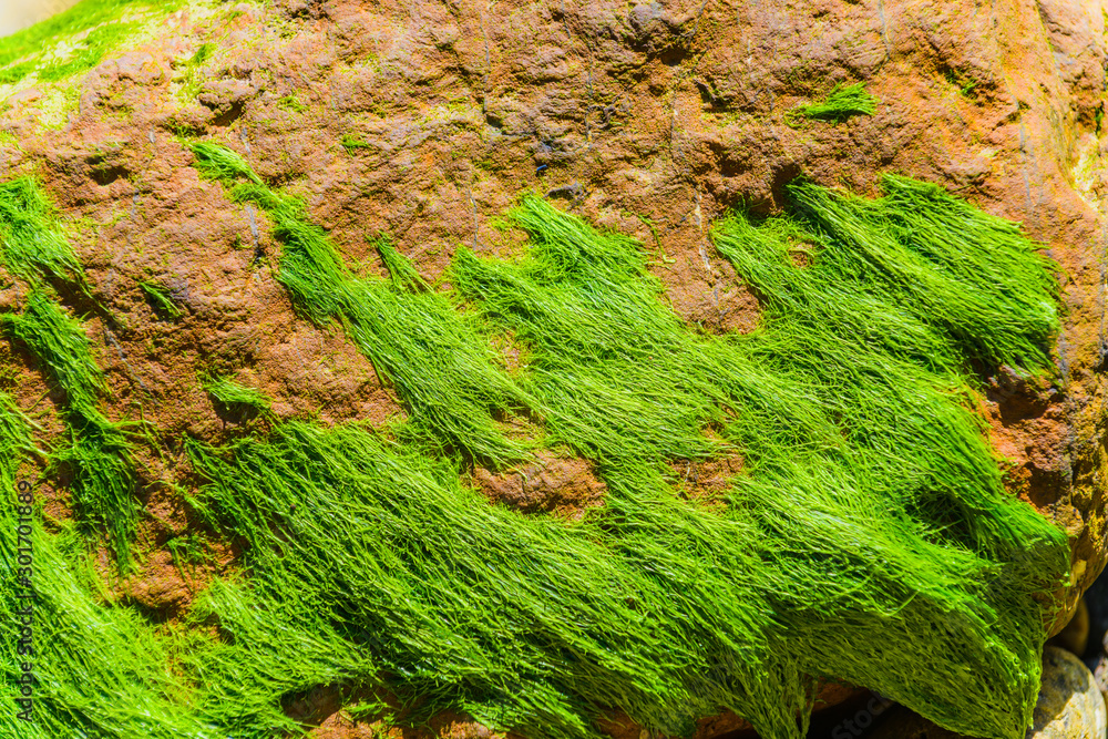 Picturesque green algae and granite boulders on the coast of the Crozon Peninsula. Brittany. France