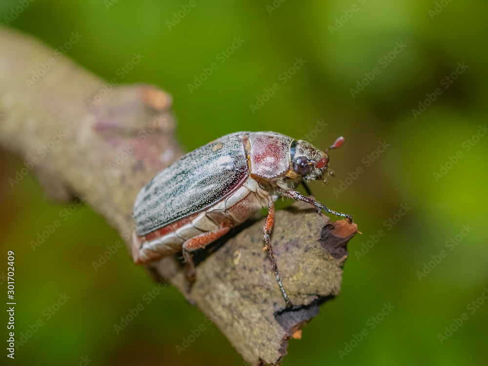 Close-up a Cockchafer (Melolontha melolontha) Beetle resting on pine tree branch with green nature blurred background. Close-up a Cockchafer (Melolontha melolontha) Beetle resting on pine tree branch with green nature blurred background.