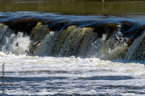 Jumping fish in waterfall Ventas rumba  Latvia.