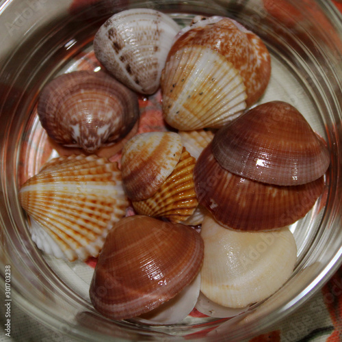 Conchiglie -  Seashell