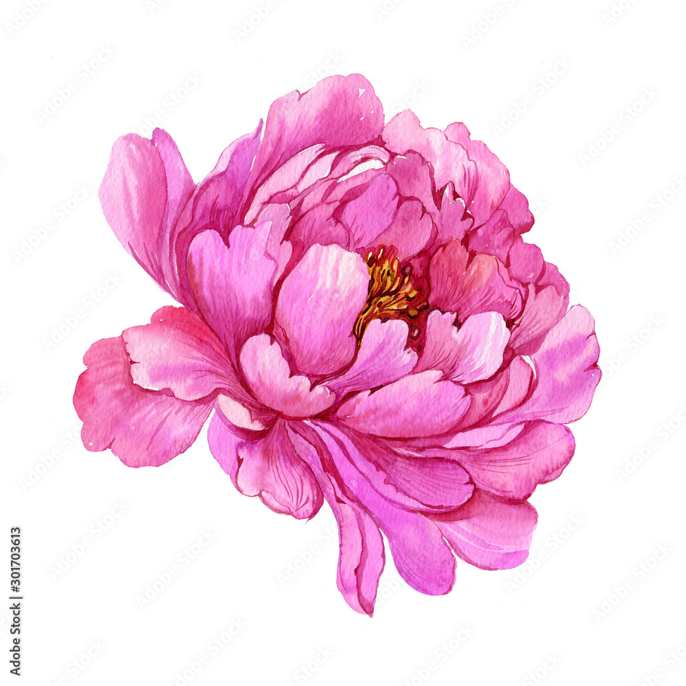 peony flower watercolor illustration on white background