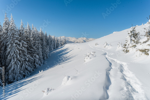 The wide trail. Beautiful landscape in the cold winter morning. Christmas forest. Location place the Carpathian Mountains, Ukraine, Europe. © dvv1989