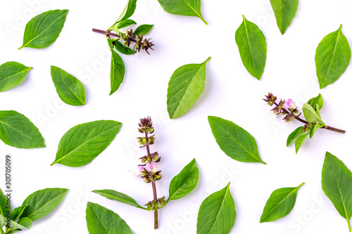 Closeup green fresh basil leaves (Ocimum basilicum) with flower isolated on white background. Herbal medicine plant concept.