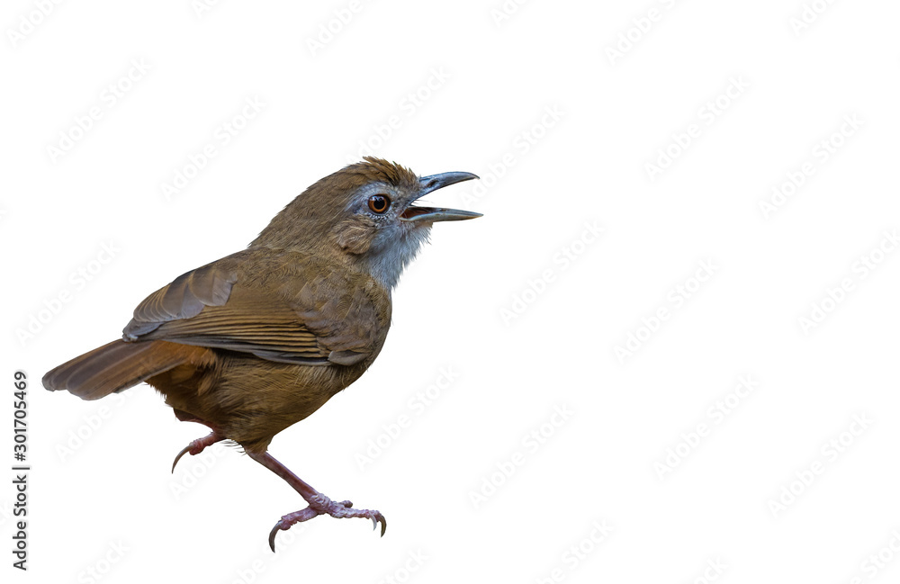 Fototapeta premium Abbott's Babbler on a white background.