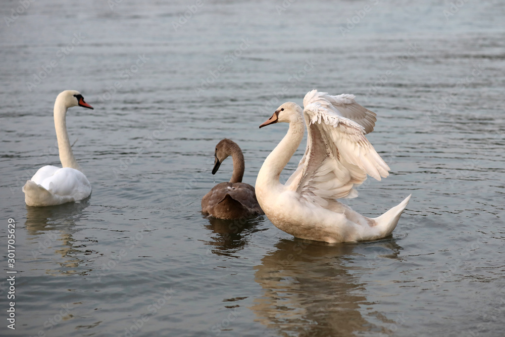 The white swan scares off intruders from its young
