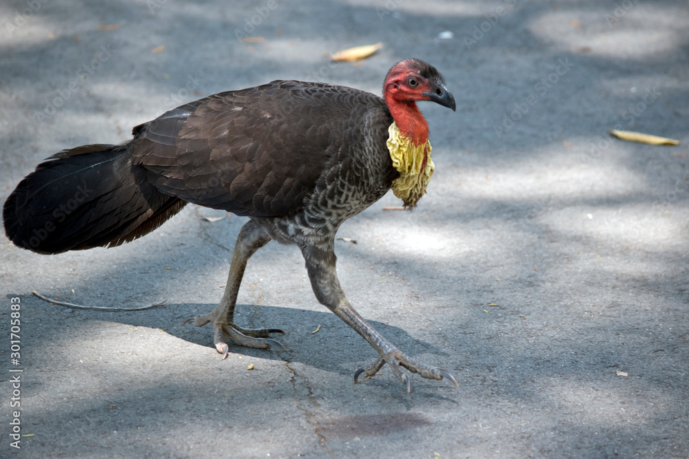 Naklejka premium this is a side view of a bush turkey