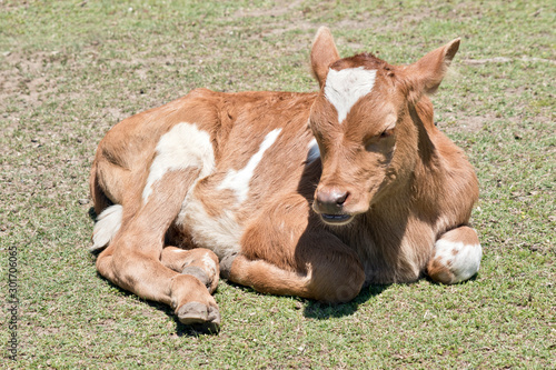 the calf is resting on the grass
