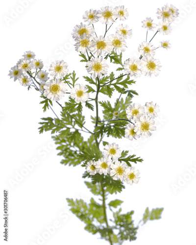 medicinal plant from my garden: Tanacetum parthenium ( feverfew ) flowers and leafs isolated on white background side view photo