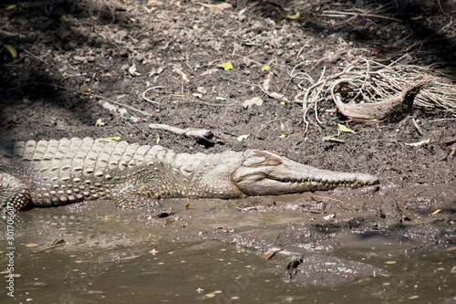 this is a side view of a fresh water crocodile