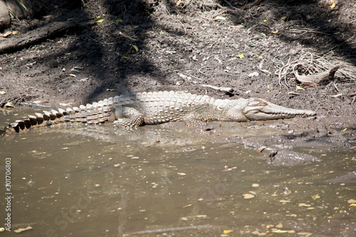 this is a side view of a fresh water crocodile photo