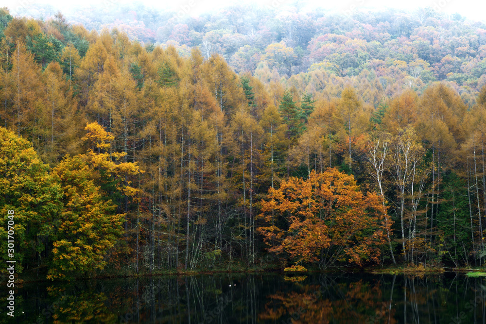 秋の森と湖の紅葉の風景 - 御射鹿池 秋の森と湖の紅葉の風景 - 御射鹿池