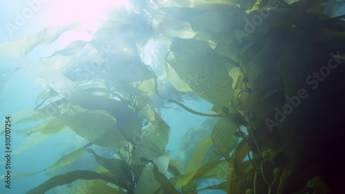 Lens Flair on a static shot of southern California Kelp forests. photo